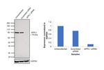 APPL1 Antibody in Western Blot (WB)