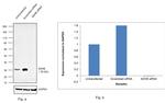 SDHB Antibody in Western Blot (WB)