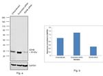 SDHB Antibody