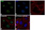 TRBP Antibody in Immunocytochemistry (ICC/IF)