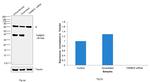 TRBP Antibody in Western Blot (WB)