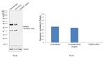 TRBP Antibody