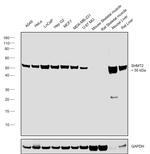 SHMT2 Antibody in Western Blot (WB)