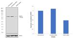 SHMT2 Antibody