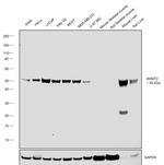 SHMT2 Antibody in Western Blot (WB)