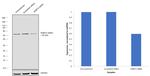 SHMT2 Antibody in Western Blot (WB)