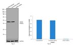 GNAS Antibody