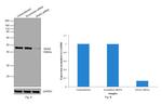 GNAS Antibody in Western Blot (WB)