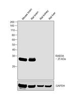 RAB3A Antibody in Western Blot (WB)