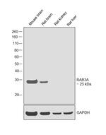 RAB3A Antibody