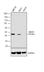 MEIS1 Antibody in Western Blot (WB)