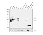 MEIS1 Antibody