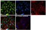 SIRT1 Antibody in Immunocytochemistry (ICC/IF)