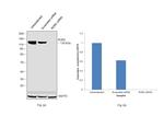 ROR2 Antibody