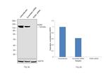 ROR2 Antibody in Western Blot (WB)