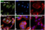 RRM2 Antibody in Immunocytochemistry (ICC/IF)