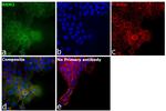 RRM2 Antibody in Immunocytochemistry (ICC/IF)