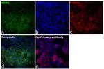 RRM2 Antibody in Immunocytochemistry (ICC/IF)