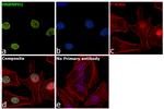 hnRNP H1 Antibody in Immunocytochemistry (ICC/IF)