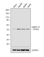 hnRNP H1 Antibody in Western Blot (WB)