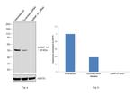 hnRNP H1 Antibody in Western Blot (WB)