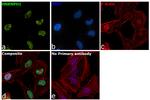 hnRNP H1 Antibody in Immunocytochemistry (ICC/IF)