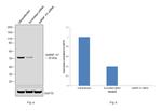 hnRNP H1 Antibody