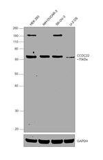 CCDC22 Antibody in Western Blot (WB)