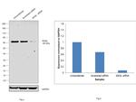 N-WASP Antibody