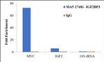 IGF2BP3 Antibody in RNA Immunoprecipitation (RIP)