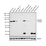 IGF2BP3 Antibody in Western Blot (WB)