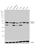 SHARPIN Antibody in Western Blot (WB)