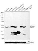 HOMER1 Antibody in Western Blot (WB)