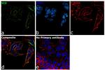 SCD Antibody in Immunocytochemistry (ICC/IF)