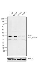 SCD Antibody in Western Blot (WB)