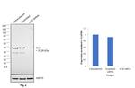 SCD Antibody in Western Blot (WB)