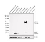 HA tag Antibody in Western Blot (WB)