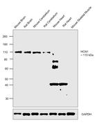 HCN1 Antibody in Western Blot (WB)