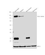 KCC2 Antibody in Western Blot (WB)