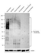 Pan SHANK Antibody