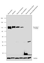 Neuroligin 1 Antibody