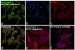 Neuroligin 1 Antibody in Immunocytochemistry (ICC/IF)