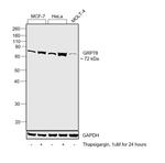 GRP78 Antibody in Western Blot (WB)