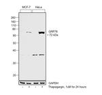 GRP78 Antibody in Western Blot (WB)