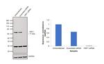 HSF1 Antibody in Western Blot (WB)