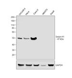 SERPINH1 Antibody in Western Blot (WB)