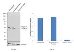 SERPINH1 Antibody