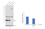 IBA1 Antibody in Western Blot (WB)