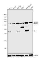 cIAP1 Antibody in Western Blot (WB)