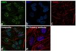 cIAP1 Antibody in Immunocytochemistry (ICC/IF)